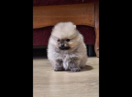 1 pomeranacsj1125.jpg